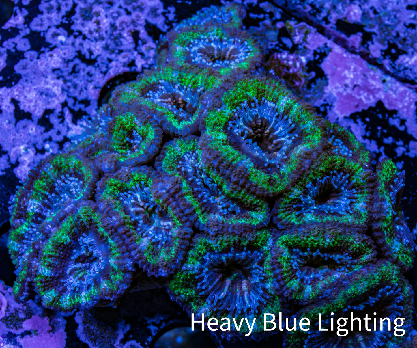 Ultra Acan Coral - Micromussa Lordhowensis - Acan 6.5cm WYSIWYG B10R2B1 Ultra Acan Coral - Micromussa Lordhowensis - Acan 6.5cm WYSIWYG B10R2B1 LPS Coral Ultra Acan Coral - Micromussa Lordhowensis - Acan 6.5cm WYSIWYG B10R2B1 Zeo Box Reef