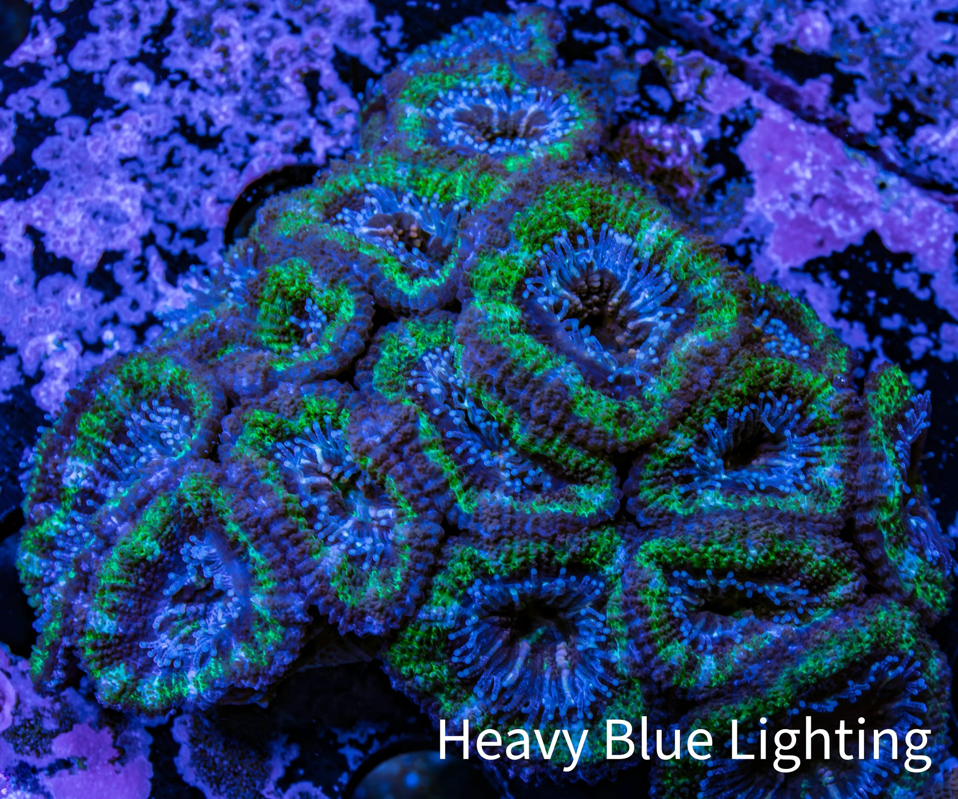 Ultra Acan Coral - Micromussa Lordhowensis - Acan 6.5cm WYSIWYG B10R2B1 Ultra Acan Coral - Micromussa Lordhowensis - Acan 6.5cm WYSIWYG B10R2B1 LPS Coral Ultra Acan Coral - Micromussa Lordhowensis - Acan 6.5cm WYSIWYG B10R2B1 Zeo Box Reef