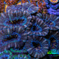 Ultra Acan Coral - Micromussa Lordhowensis - Acan 6.5cm WYSIWYG C11R2B1 Ultra Acan Coral - Micromussa Lordhowensis - Acan 6.5cm WYSIWYG C11R2B1 LPS Coral Ultra Acan Coral - Micromussa Lordhowensis - Acan 6.5cm WYSIWYG C11R2B1 Zeo Box Reef