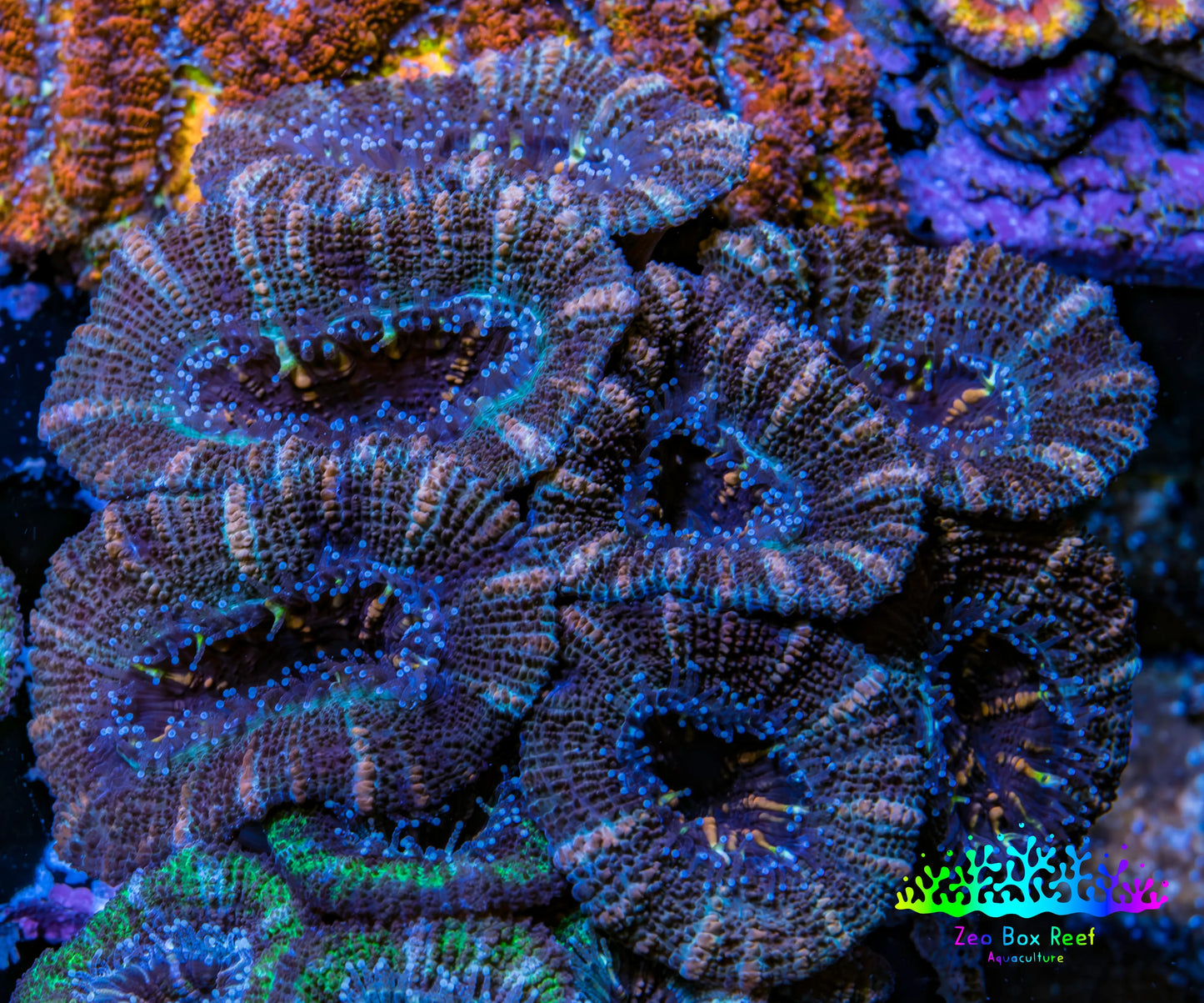 Ultra Acan Coral - Micromussa Lordhowensis - Acan 6.5cm WYSIWYG C11R2B1 Ultra Acan Coral - Micromussa Lordhowensis - Acan 6.5cm WYSIWYG C11R2B1 LPS Coral Ultra Acan Coral - Micromussa Lordhowensis - Acan 6.5cm WYSIWYG C11R2B1 Zeo Box Reef