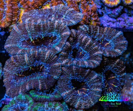 Ultra Acan Coral - Micromussa Lordhowensis - Acan 6.5cm WYSIWYG C11R2B1 Ultra Acan Coral - Micromussa Lordhowensis - Acan 6.5cm WYSIWYG C11R2B1 LPS Coral Ultra Acan Coral - Micromussa Lordhowensis - Acan 6.5cm WYSIWYG C11R2B1 Zeo Box Reef