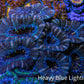 Ultra Acan Coral - Micromussa Lordhowensis - Acan 6.5cm WYSIWYG C11R2B1 Ultra Acan Coral - Micromussa Lordhowensis - Acan 6.5cm WYSIWYG C11R2B1 LPS Coral Ultra Acan Coral - Micromussa Lordhowensis - Acan 6.5cm WYSIWYG C11R2B1 Zeo Box Reef