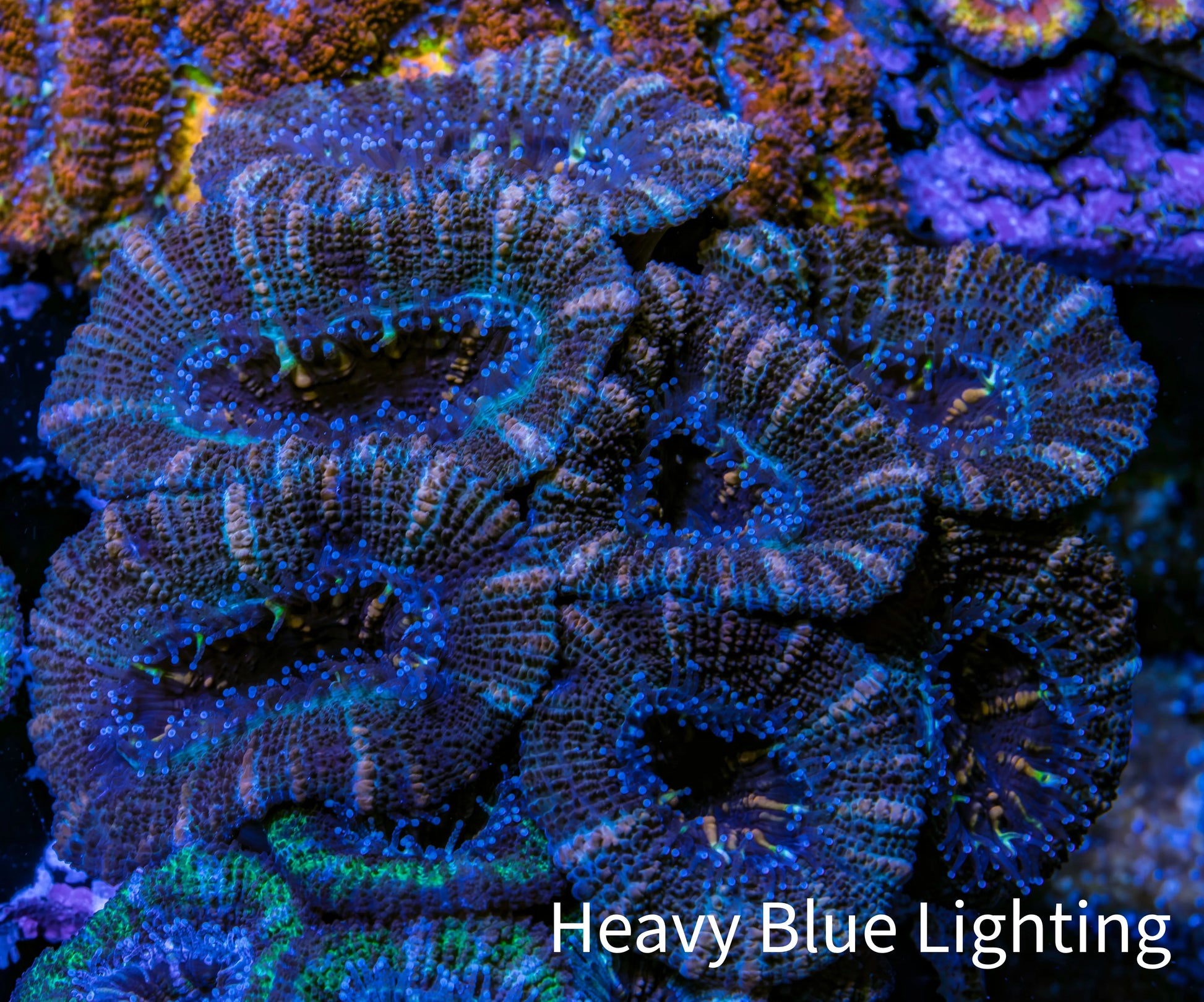 Ultra Acan Coral - Micromussa Lordhowensis - Acan 6.5cm WYSIWYG C11R2B1 Ultra Acan Coral - Micromussa Lordhowensis - Acan 6.5cm WYSIWYG C11R2B1 LPS Coral Ultra Acan Coral - Micromussa Lordhowensis - Acan 6.5cm WYSIWYG C11R2B1 Zeo Box Reef