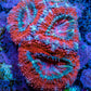 Ultra Acan Coral - Micromussa Lordhowensis - Acan Frag A10R2B1 Ultra Acan Coral - Micromussa Lordhowensis - Acan Frag A10R2B1 LPS Coral Ultra Acan Coral - Micromussa Lordhowensis - Acan Frag A10R2B1 Zeo Box Reef