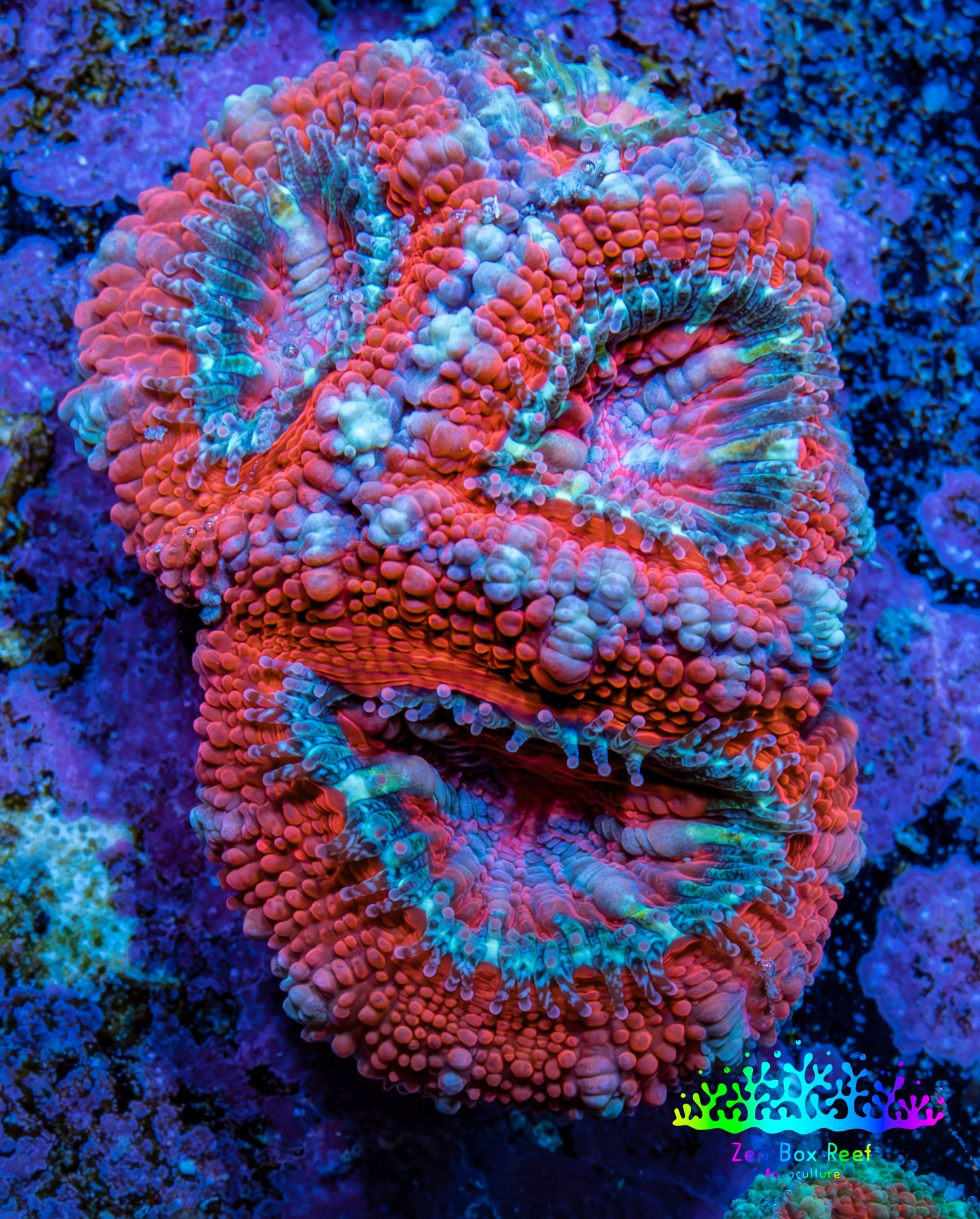 Ultra Acan Coral - Micromussa Lordhowensis - Acan Frag A10R2B1 Ultra Acan Coral - Micromussa Lordhowensis - Acan Frag A10R2B1 LPS Coral Ultra Acan Coral - Micromussa Lordhowensis - Acan Frag A10R2B1 Zeo Box Reef