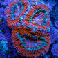 Ultra Acan Coral - Micromussa Lordhowensis - Acan Frag A10R2B1 Ultra Acan Coral - Micromussa Lordhowensis - Acan Frag A10R2B1 LPS Coral Ultra Acan Coral - Micromussa Lordhowensis - Acan Frag A10R2B1 Zeo Box Reef