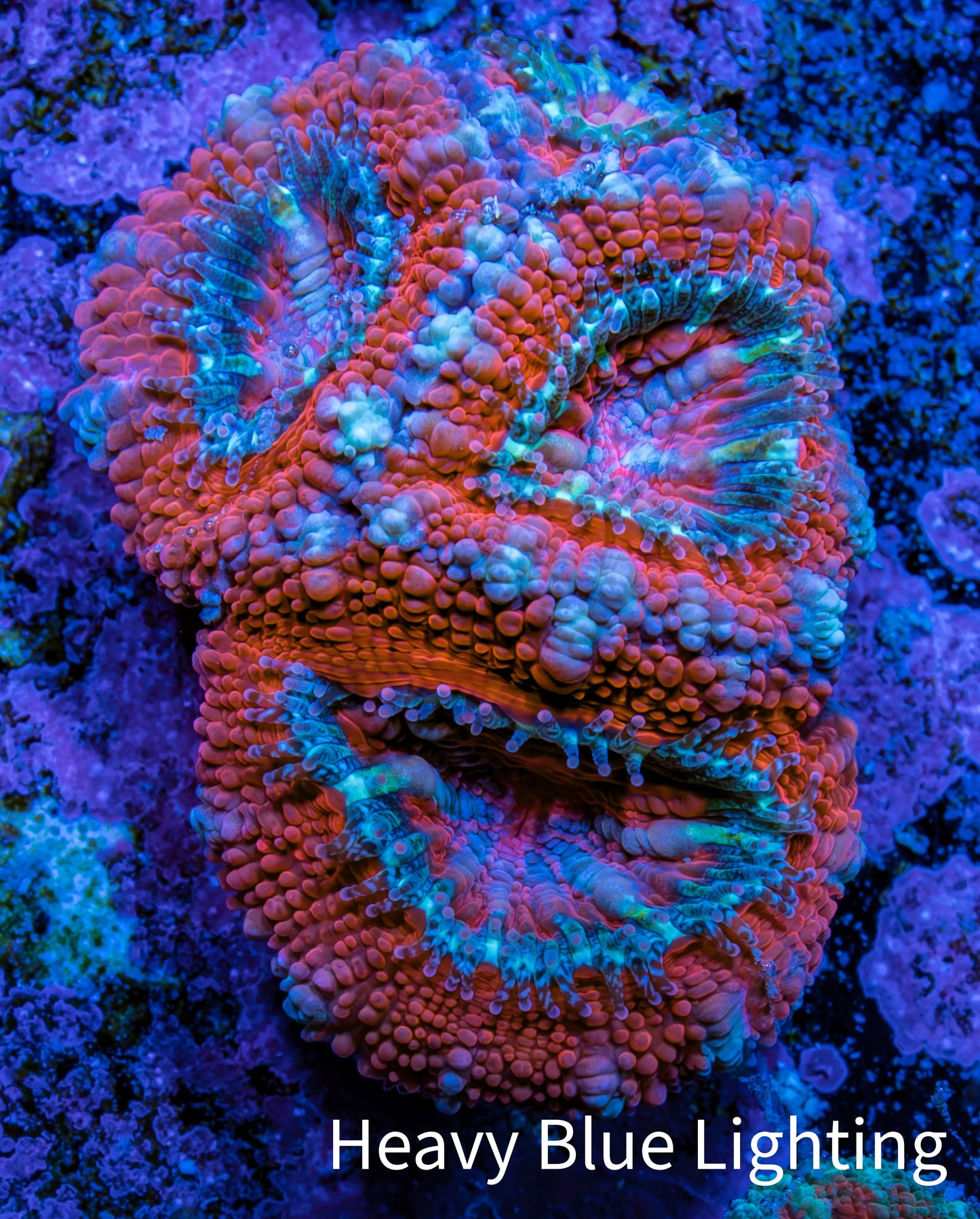 Ultra Acan Coral - Micromussa Lordhowensis - Acan Frag A10R2B1 Ultra Acan Coral - Micromussa Lordhowensis - Acan Frag A10R2B1 LPS Coral Ultra Acan Coral - Micromussa Lordhowensis - Acan Frag A10R2B1 Zeo Box Reef