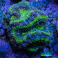 Ultra Acan Coral - Micromussa Lordhowensis - Acan Frag A1R2B1 Ultra Acan Coral - Micromussa Lordhowensis - Acan Frag A1R2B1 LPS Coral Ultra Acan Coral - Micromussa Lordhowensis - Acan Frag A1R2B1 Zeo Box Reef