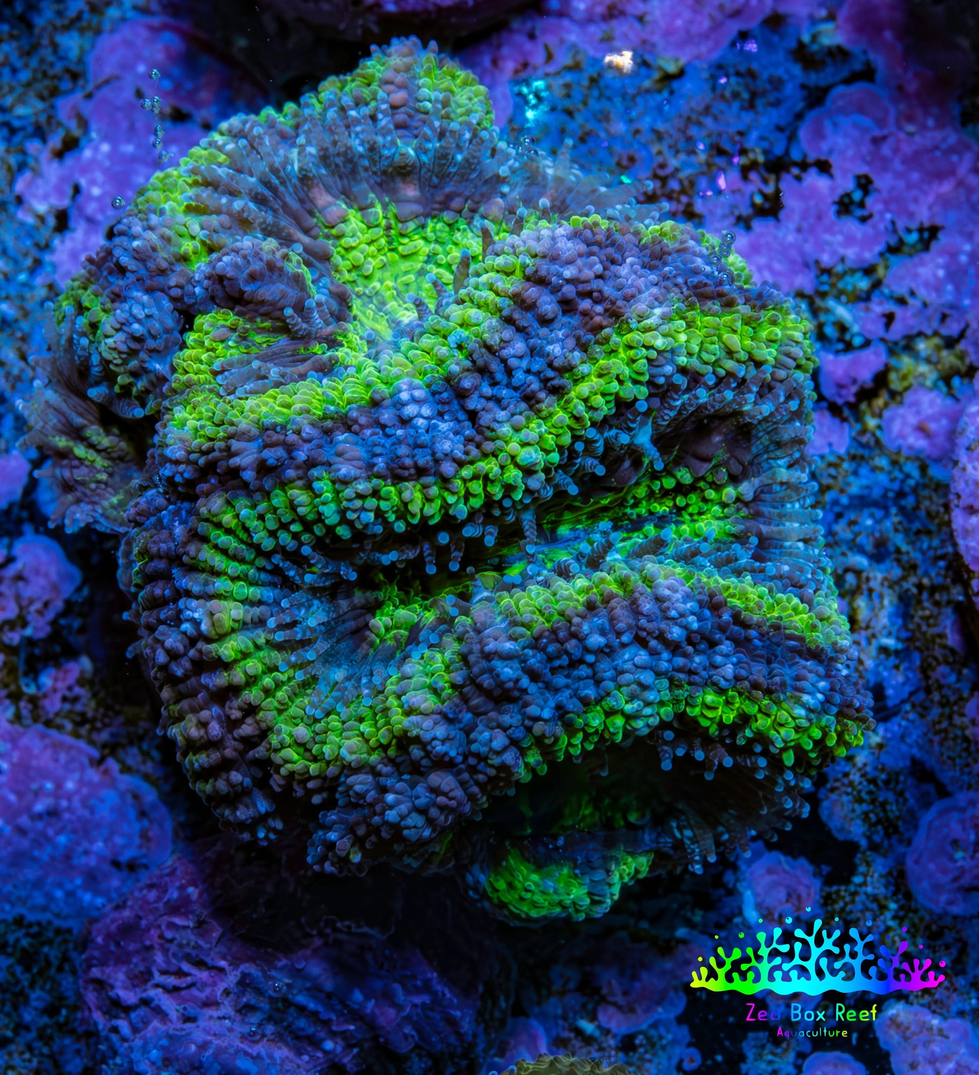 Ultra Acan Coral - Micromussa Lordhowensis - Acan Frag A1R2B1 Ultra Acan Coral - Micromussa Lordhowensis - Acan Frag A1R2B1 LPS Coral Ultra Acan Coral - Micromussa Lordhowensis - Acan Frag A1R2B1 Zeo Box Reef
