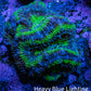 Ultra Acan Coral - Micromussa Lordhowensis - Acan Frag A1R2B1 Ultra Acan Coral - Micromussa Lordhowensis - Acan Frag A1R2B1 LPS Coral Ultra Acan Coral - Micromussa Lordhowensis - Acan Frag A1R2B1 Zeo Box Reef