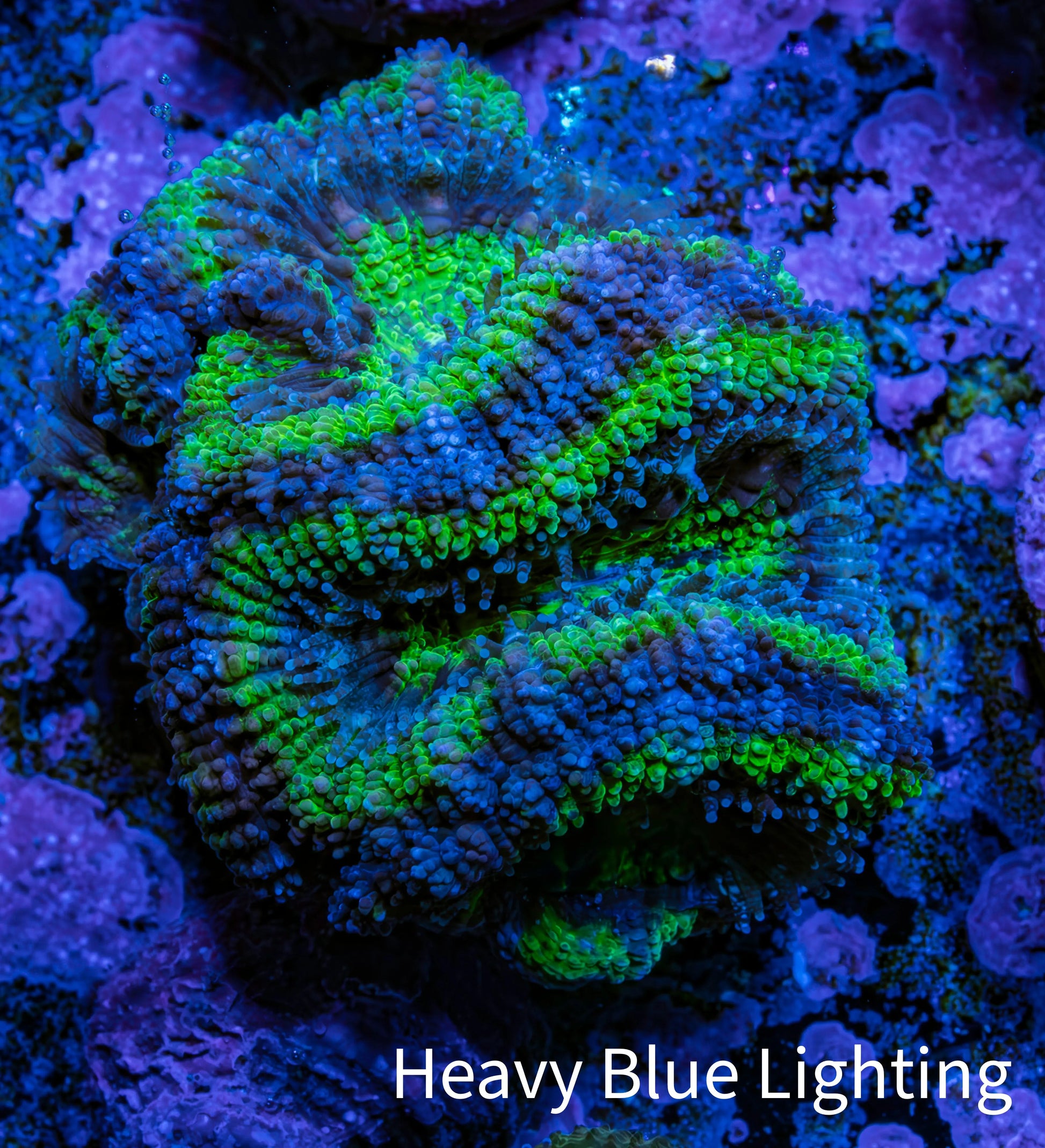 Ultra Acan Coral - Micromussa Lordhowensis - Acan Frag A1R2B1 Ultra Acan Coral - Micromussa Lordhowensis - Acan Frag A1R2B1 LPS Coral Ultra Acan Coral - Micromussa Lordhowensis - Acan Frag A1R2B1 Zeo Box Reef