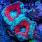 Ultra Acan Coral - Micromussa Lordhowensis - Acan Frag A1R3B1 Ultra Acan Coral - Micromussa Lordhowensis - Acan Frag A1R3B1 LPS Coral Ultra Acan Coral - Micromussa Lordhowensis - Acan Frag A1R3B1 Zeo Box Reef