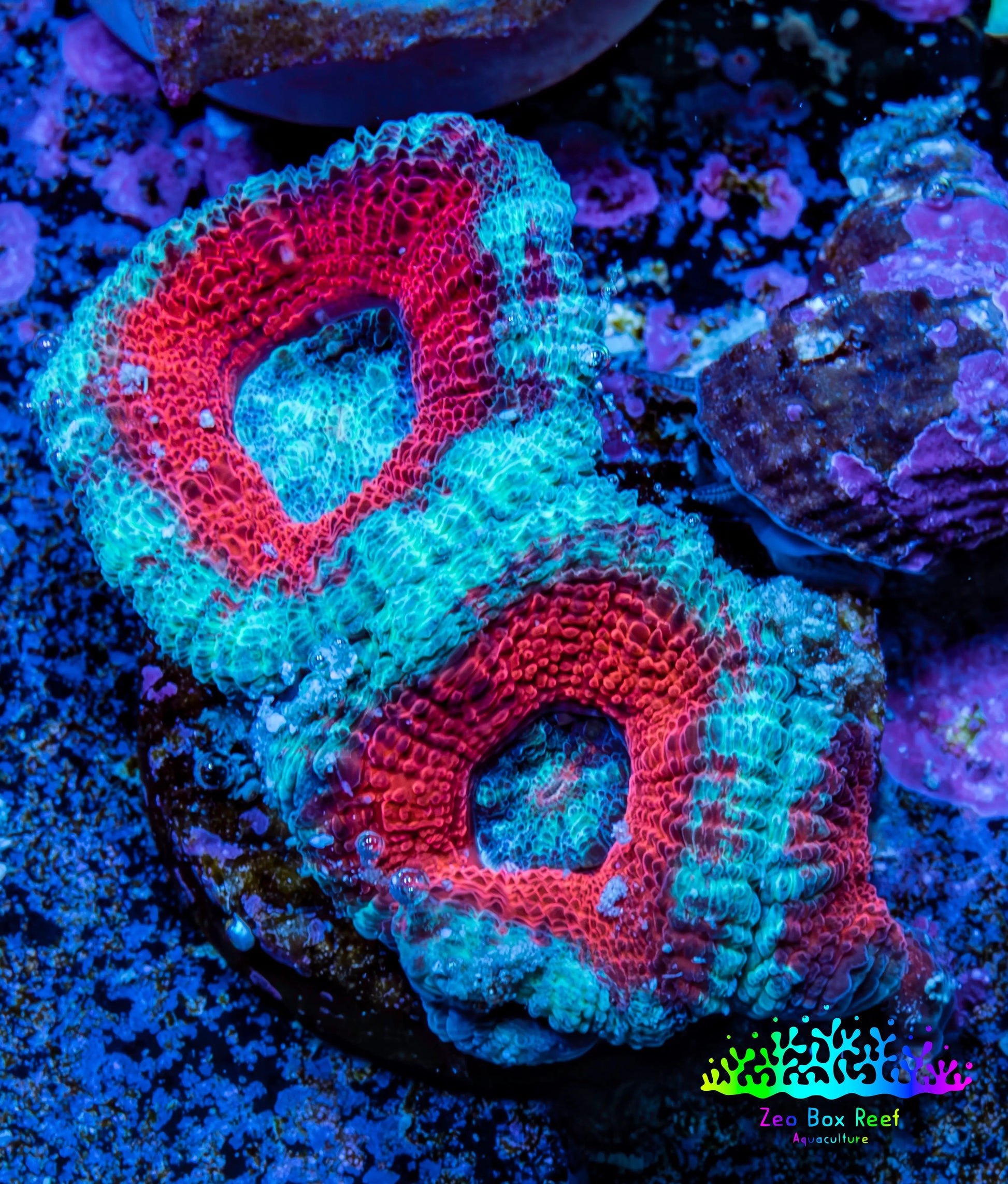 Ultra Acan Coral - Micromussa Lordhowensis - Acan Frag A1R3B1 Ultra Acan Coral - Micromussa Lordhowensis - Acan Frag A1R3B1 LPS Coral Ultra Acan Coral - Micromussa Lordhowensis - Acan Frag A1R3B1 Zeo Box Reef