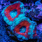 Ultra Acan Coral - Micromussa Lordhowensis - Acan Frag A1R3B1 Ultra Acan Coral - Micromussa Lordhowensis - Acan Frag A1R3B1 LPS Coral Ultra Acan Coral - Micromussa Lordhowensis - Acan Frag A1R3B1 Zeo Box Reef