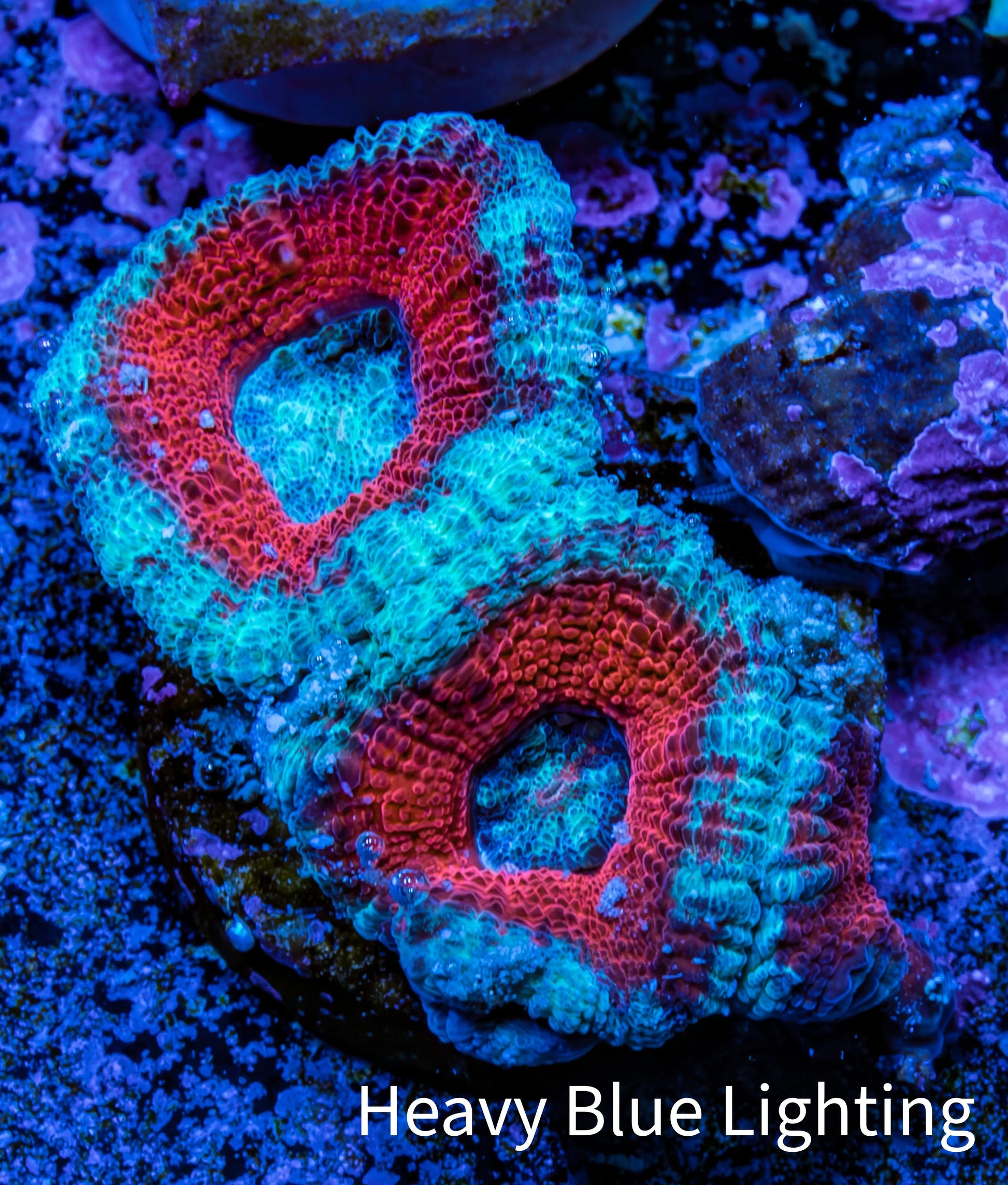 Ultra Acan Coral - Micromussa Lordhowensis - Acan Frag A1R3B1 Ultra Acan Coral - Micromussa Lordhowensis - Acan Frag A1R3B1 LPS Coral Ultra Acan Coral - Micromussa Lordhowensis - Acan Frag A1R3B1 Zeo Box Reef