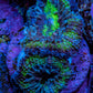 Ultra Acan Coral - Micromussa Lordhowensis - Acan Frag A2R2B1 Ultra Acan Coral - Micromussa Lordhowensis - Acan Frag A2R2B1 LPS Coral Ultra Acan Coral - Micromussa Lordhowensis - Acan Frag A2R2B1 Zeo Box Reef