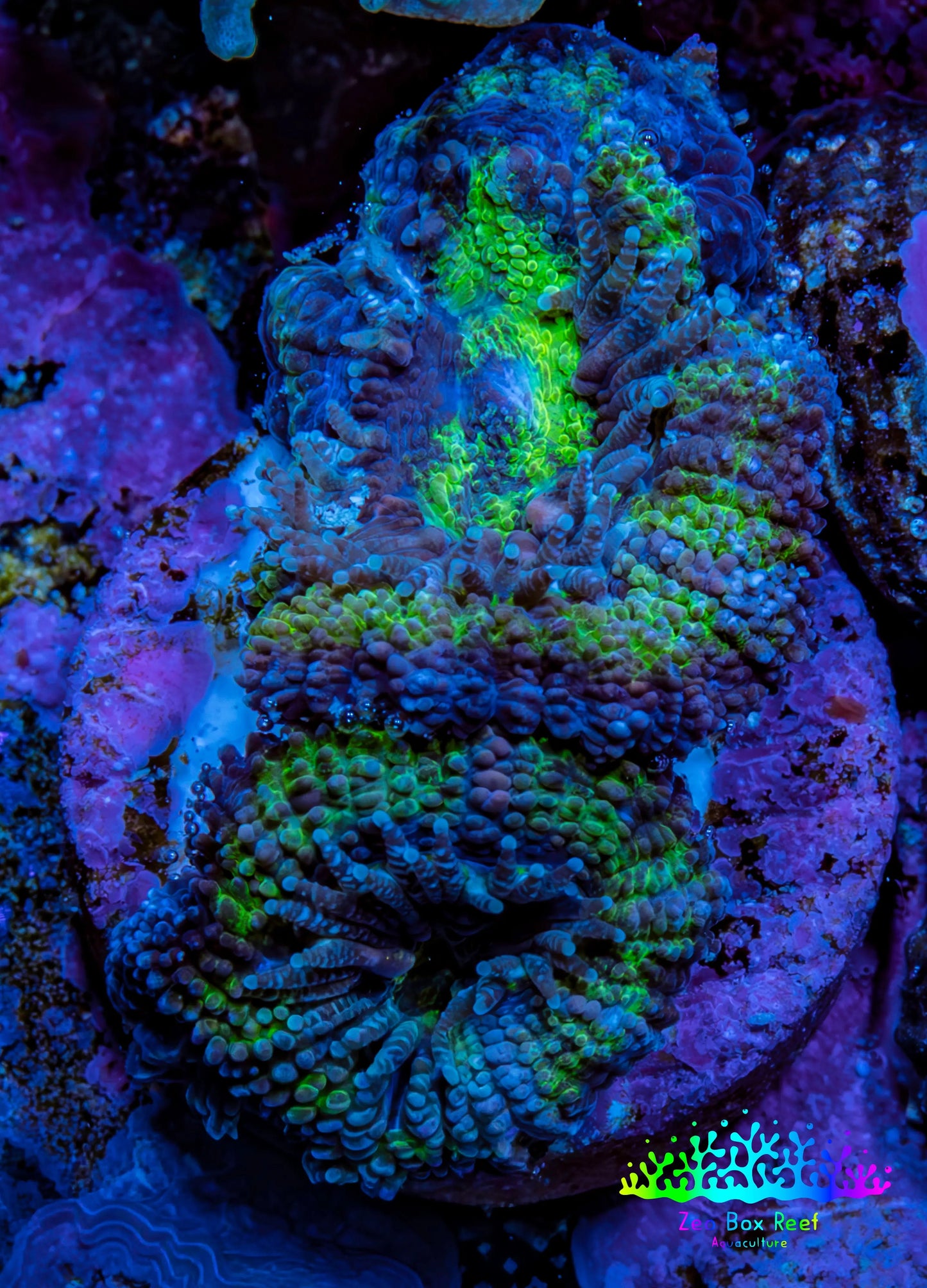 Ultra Acan Coral - Micromussa Lordhowensis - Acan Frag A2R2B1 Ultra Acan Coral - Micromussa Lordhowensis - Acan Frag A2R2B1 LPS Coral Ultra Acan Coral - Micromussa Lordhowensis - Acan Frag A2R2B1 Zeo Box Reef