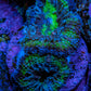 Ultra Acan Coral - Micromussa Lordhowensis - Acan Frag A2R2B1 Ultra Acan Coral - Micromussa Lordhowensis - Acan Frag A2R2B1 LPS Coral Ultra Acan Coral - Micromussa Lordhowensis - Acan Frag A2R2B1 Zeo Box Reef
