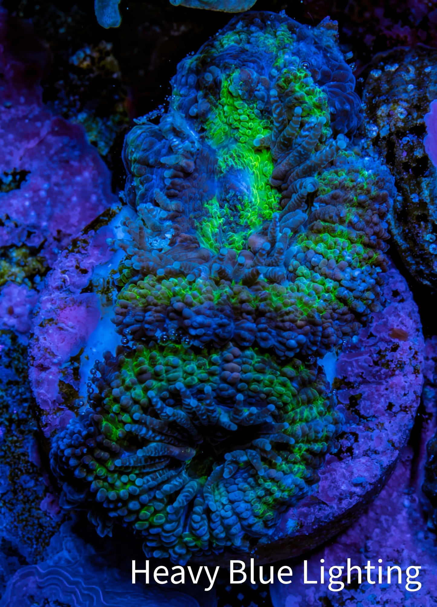 Ultra Acan Coral - Micromussa Lordhowensis - Acan Frag A2R2B1 Ultra Acan Coral - Micromussa Lordhowensis - Acan Frag A2R2B1 LPS Coral Ultra Acan Coral - Micromussa Lordhowensis - Acan Frag A2R2B1 Zeo Box Reef