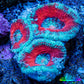 Ultra Acan Coral - Micromussa Lordhowensis - Acan Frag A2R3B1 Ultra Acan Coral - Micromussa Lordhowensis - Acan Frag A2R3B1 LPS Coral Ultra Acan Coral - Micromussa Lordhowensis - Acan Frag A2R3B1 Zeo Box Reef