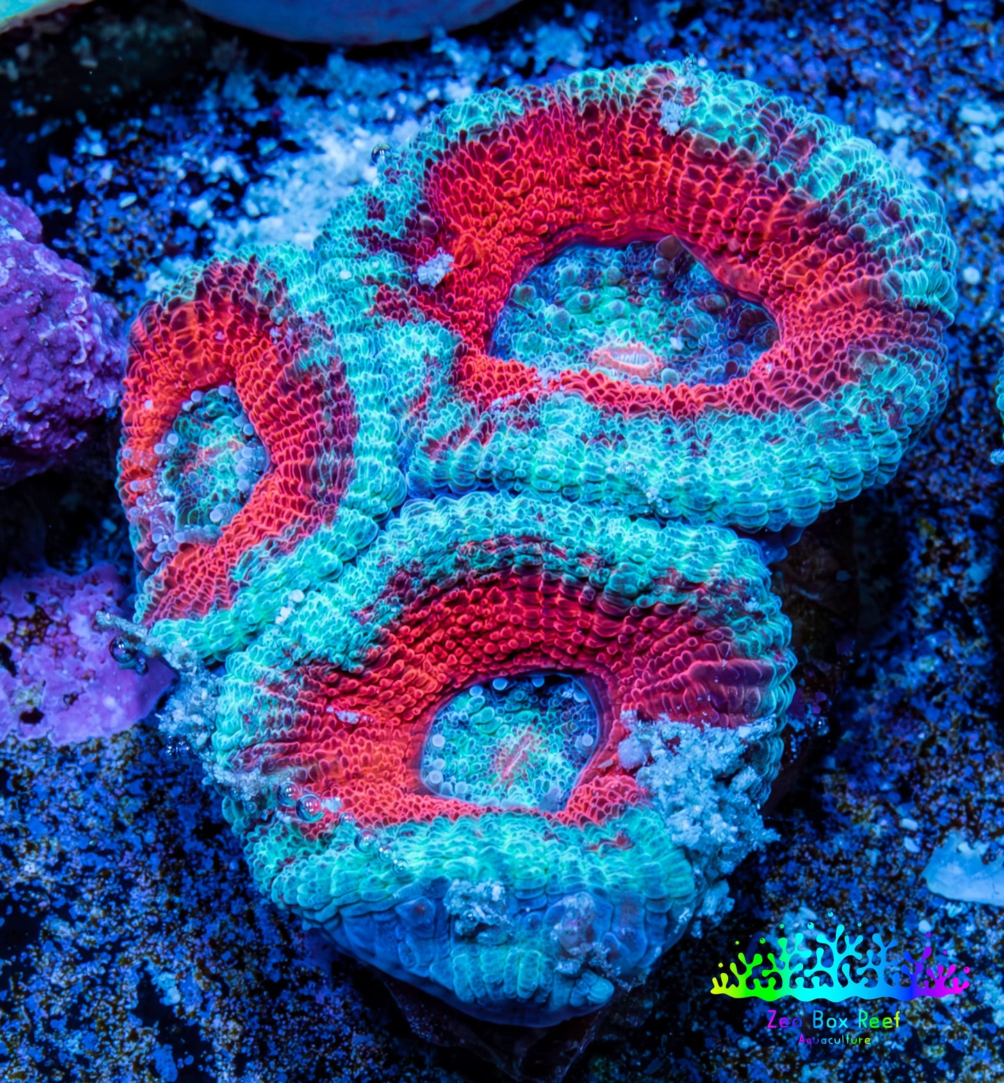 Ultra Acan Coral - Micromussa Lordhowensis - Acan Frag A2R3B1 Ultra Acan Coral - Micromussa Lordhowensis - Acan Frag A2R3B1 LPS Coral Ultra Acan Coral - Micromussa Lordhowensis - Acan Frag A2R3B1 Zeo Box Reef