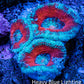 Ultra Acan Coral - Micromussa Lordhowensis - Acan Frag A2R3B1 Ultra Acan Coral - Micromussa Lordhowensis - Acan Frag A2R3B1 LPS Coral Ultra Acan Coral - Micromussa Lordhowensis - Acan Frag A2R3B1 Zeo Box Reef