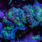 Ultra Acan Coral - Micromussa Lordhowensis - Acan Frag A3R2B1 Ultra Acan Coral - Micromussa Lordhowensis - Acan Frag A3R2B1 LPS Coral Ultra Acan Coral - Micromussa Lordhowensis - Acan Frag A3R2B1 Zeo Box Reef