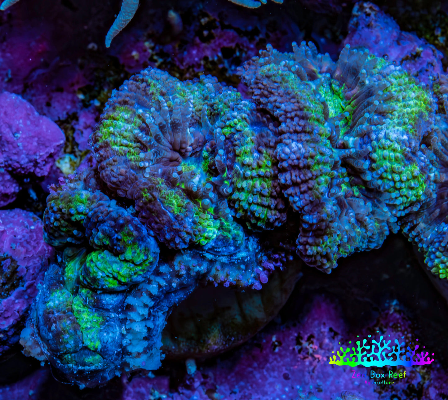 Ultra Acan Coral - Micromussa Lordhowensis - Acan Frag A3R2B1 Ultra Acan Coral - Micromussa Lordhowensis - Acan Frag A3R2B1 LPS Coral Ultra Acan Coral - Micromussa Lordhowensis - Acan Frag A3R2B1 Zeo Box Reef
