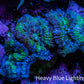Ultra Acan Coral - Micromussa Lordhowensis - Acan Frag A3R2B1 Ultra Acan Coral - Micromussa Lordhowensis - Acan Frag A3R2B1 LPS Coral Ultra Acan Coral - Micromussa Lordhowensis - Acan Frag A3R2B1 Zeo Box Reef