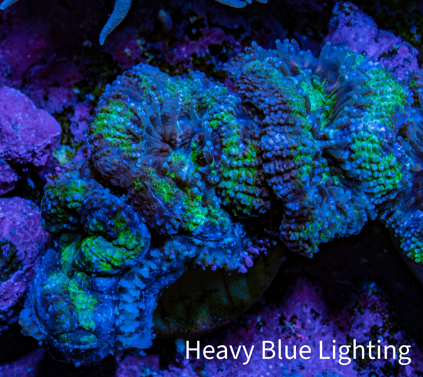 Ultra Acan Coral - Micromussa Lordhowensis - Acan Frag A3R2B1 Ultra Acan Coral - Micromussa Lordhowensis - Acan Frag A3R2B1 LPS Coral Ultra Acan Coral - Micromussa Lordhowensis - Acan Frag A3R2B1 Zeo Box Reef