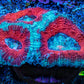 Ultra Acan Coral - Micromussa Lordhowensis - Acan Frag A3R3B1 Ultra Acan Coral - Micromussa Lordhowensis - Acan Frag A3R3B1 LPS Coral Ultra Acan Coral - Micromussa Lordhowensis - Acan Frag A3R3B1 Zeo Box Reef