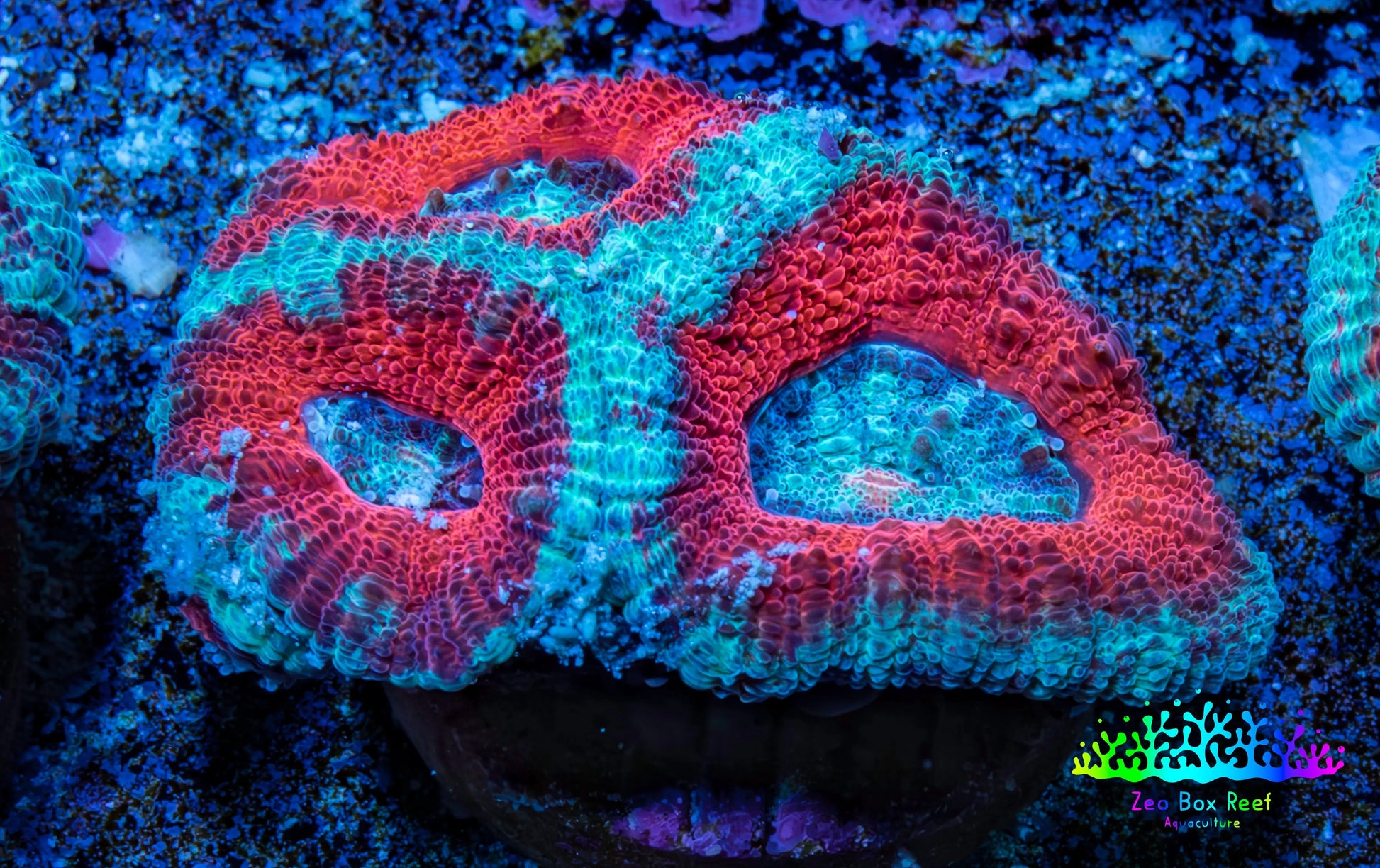 Ultra Acan Coral - Micromussa Lordhowensis - Acan Frag A3R3B1 Ultra Acan Coral - Micromussa Lordhowensis - Acan Frag A3R3B1 LPS Coral Ultra Acan Coral - Micromussa Lordhowensis - Acan Frag A3R3B1 Zeo Box Reef