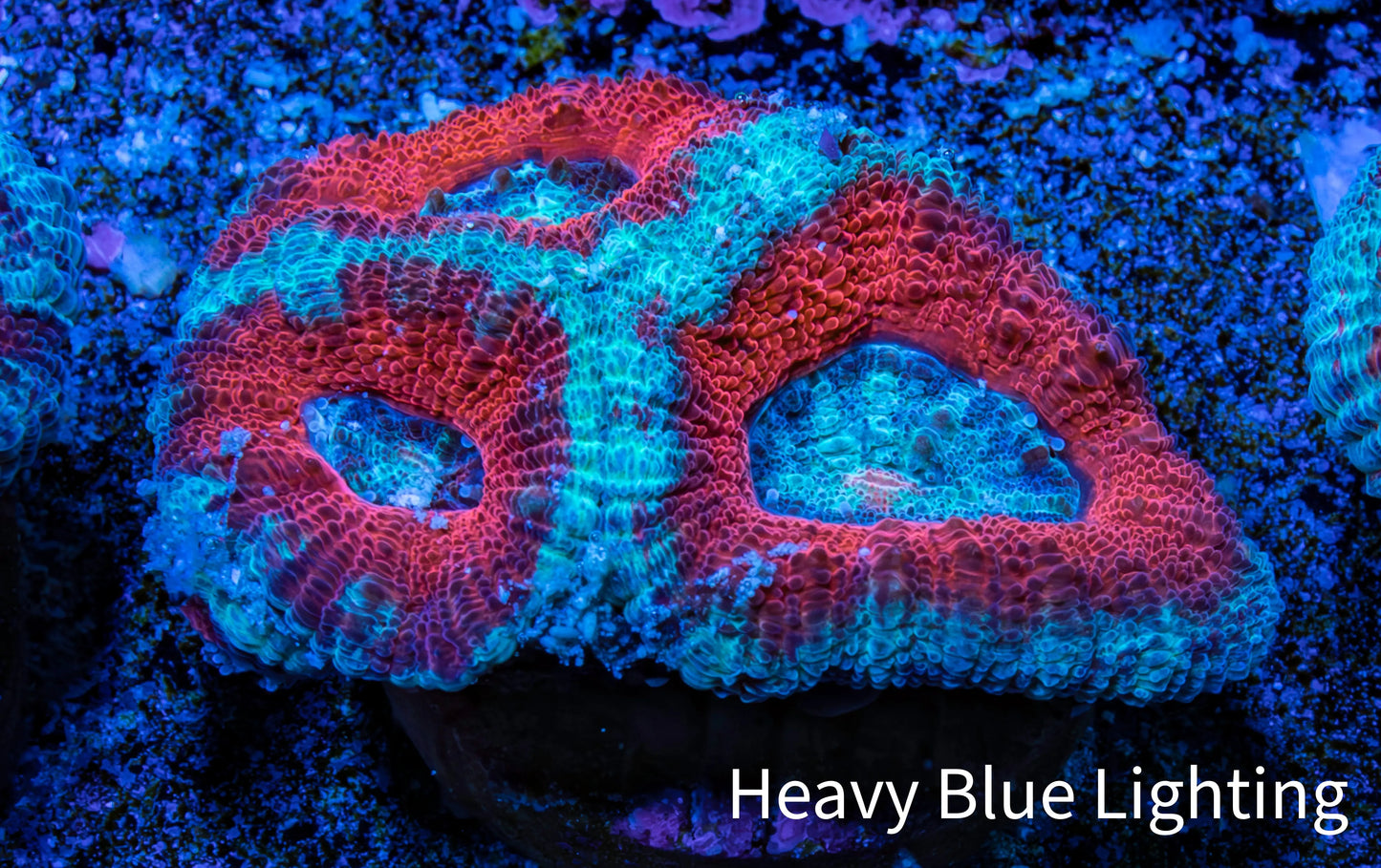 Ultra Acan Coral - Micromussa Lordhowensis - Acan Frag A3R3B1 Ultra Acan Coral - Micromussa Lordhowensis - Acan Frag A3R3B1 LPS Coral Ultra Acan Coral - Micromussa Lordhowensis - Acan Frag A3R3B1 Zeo Box Reef