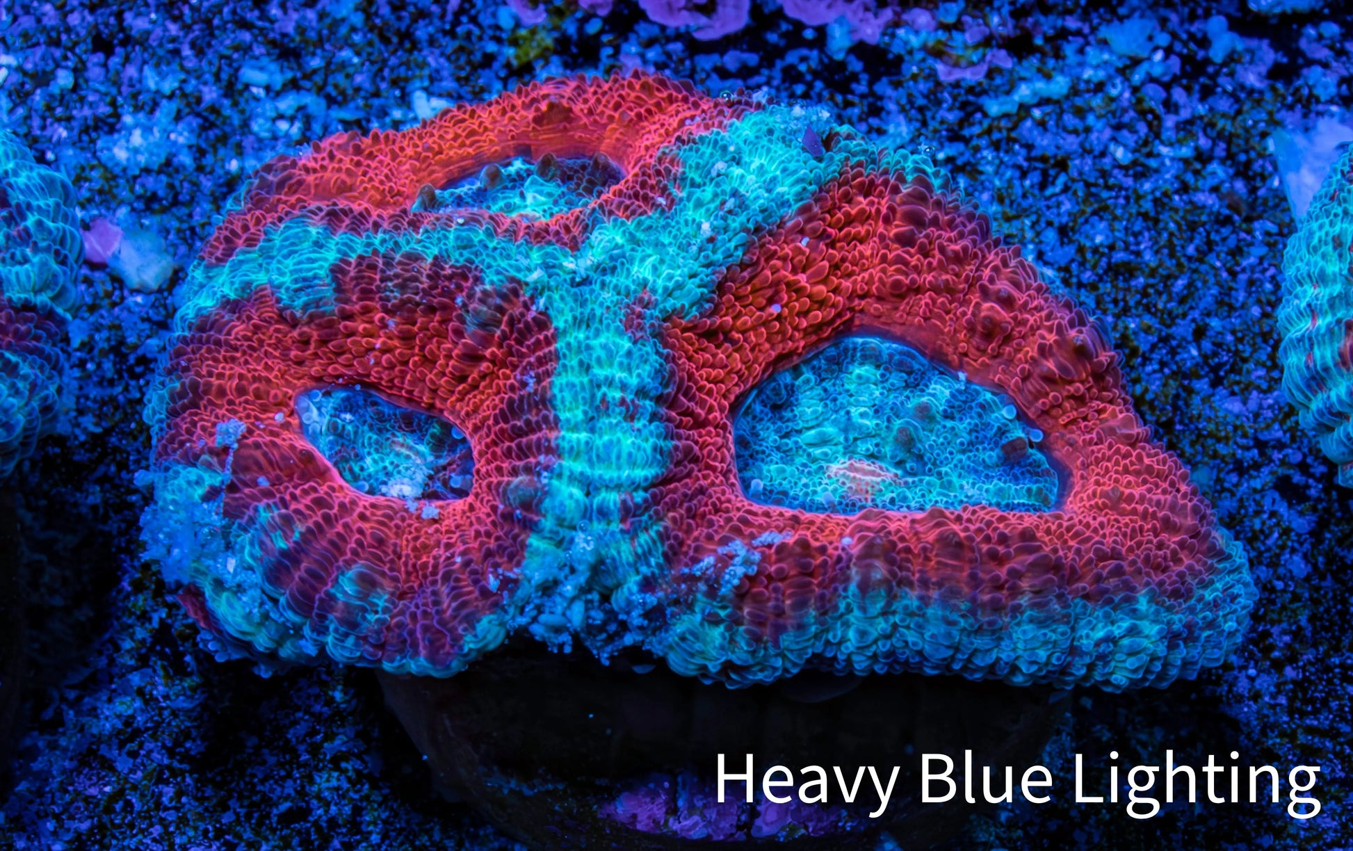 Ultra Acan Coral - Micromussa Lordhowensis - Acan Frag A3R3B1 Ultra Acan Coral - Micromussa Lordhowensis - Acan Frag A3R3B1 LPS Coral Ultra Acan Coral - Micromussa Lordhowensis - Acan Frag A3R3B1 Zeo Box Reef