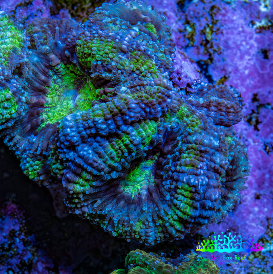 Ultra Acan Coral - Micromussa Lordhowensis - Acan Frag A4R2B1 Ultra Acan Coral - Micromussa Lordhowensis - Acan Frag A4R2B1 LPS Coral Ultra Acan Coral - Micromussa Lordhowensis - Acan Frag A4R2B1 Zeo Box Reef