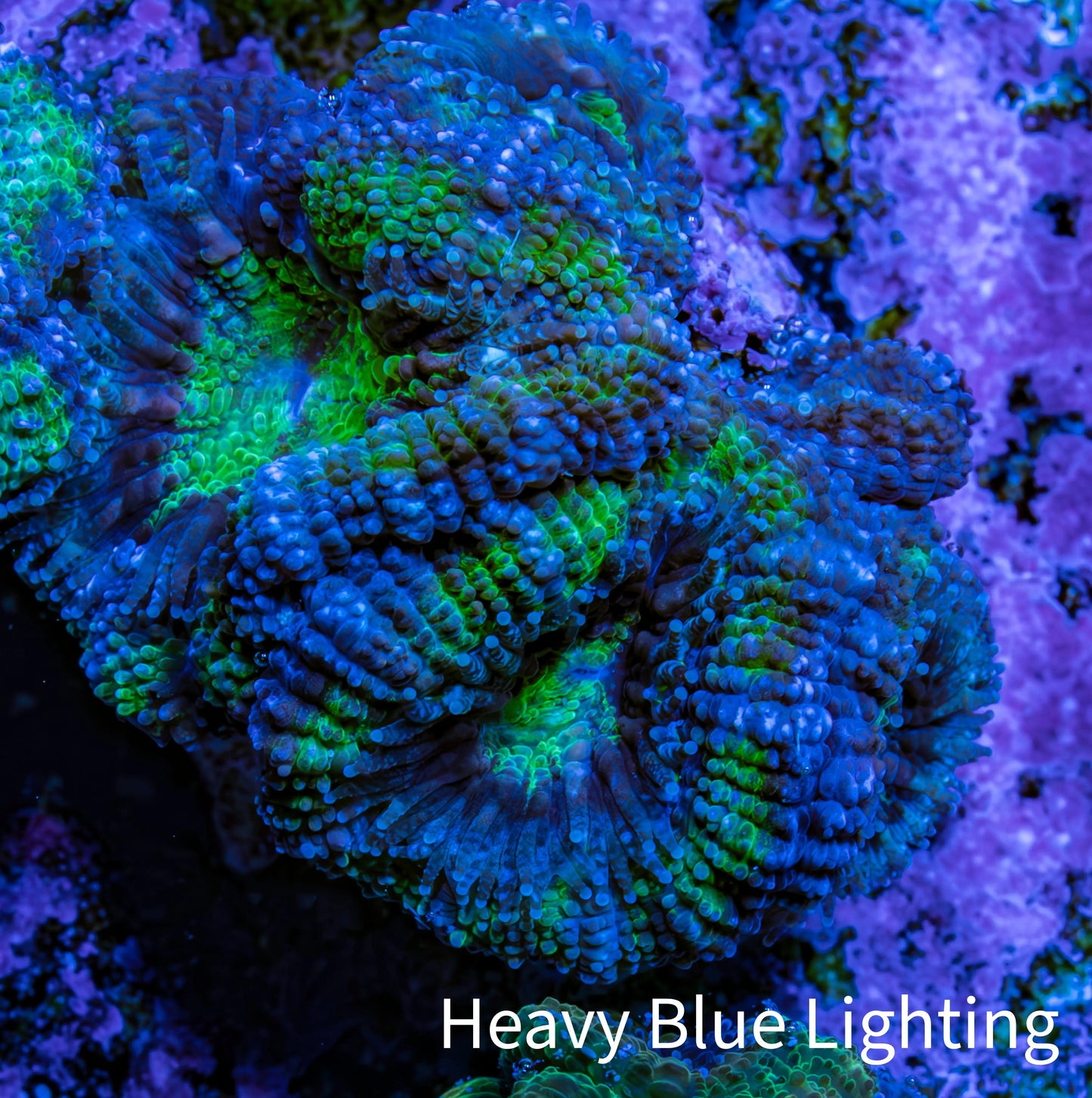 Ultra Acan Coral - Micromussa Lordhowensis - Acan Frag A4R2B1 Ultra Acan Coral - Micromussa Lordhowensis - Acan Frag A4R2B1 LPS Coral Ultra Acan Coral - Micromussa Lordhowensis - Acan Frag A4R2B1 Zeo Box Reef