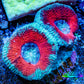 Ultra Acan Coral - Micromussa Lordhowensis - Acan Frag A4R3B1 Ultra Acan Coral - Micromussa Lordhowensis - Acan Frag A4R3B1 LPS Coral Ultra Acan Coral - Micromussa Lordhowensis - Acan Frag A4R3B1 Zeo Box Reef