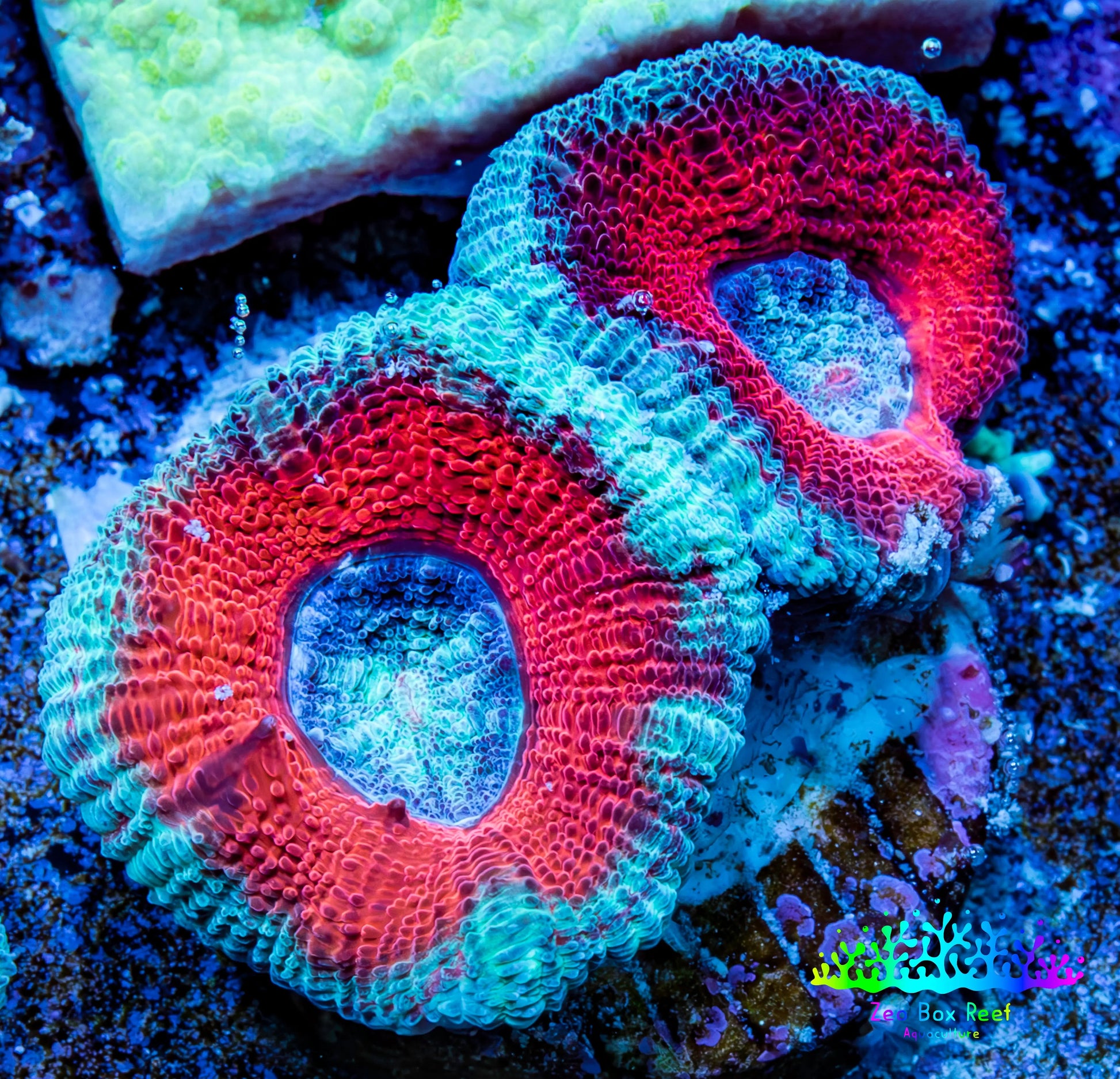 Ultra Acan Coral - Micromussa Lordhowensis - Acan Frag A4R3B1 Ultra Acan Coral - Micromussa Lordhowensis - Acan Frag A4R3B1 LPS Coral Ultra Acan Coral - Micromussa Lordhowensis - Acan Frag A4R3B1 Zeo Box Reef