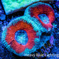 Ultra Acan Coral - Micromussa Lordhowensis - Acan Frag A4R3B1 Ultra Acan Coral - Micromussa Lordhowensis - Acan Frag A4R3B1 LPS Coral Ultra Acan Coral - Micromussa Lordhowensis - Acan Frag A4R3B1 Zeo Box Reef