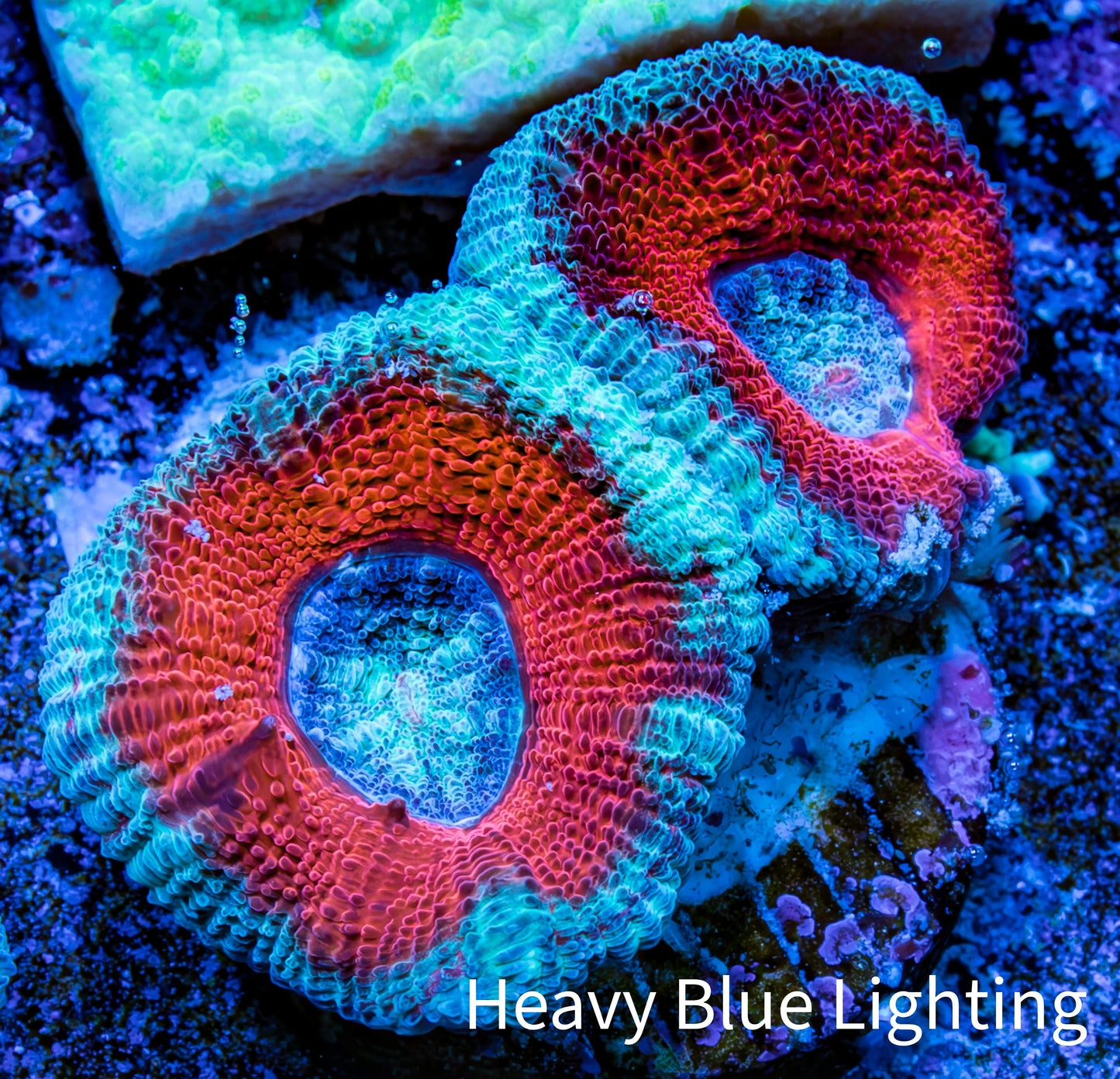 Ultra Acan Coral - Micromussa Lordhowensis - Acan Frag A4R3B1 Ultra Acan Coral - Micromussa Lordhowensis - Acan Frag A4R3B1 LPS Coral Ultra Acan Coral - Micromussa Lordhowensis - Acan Frag A4R3B1 Zeo Box Reef