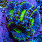 Ultra Acan Coral - Micromussa Lordhowensis - Acan Frag A5R2B1 Ultra Acan Coral - Micromussa Lordhowensis - Acan Frag A5R2B1 LPS Coral Ultra Acan Coral - Micromussa Lordhowensis - Acan Frag A5R2B1 Zeo Box Reef