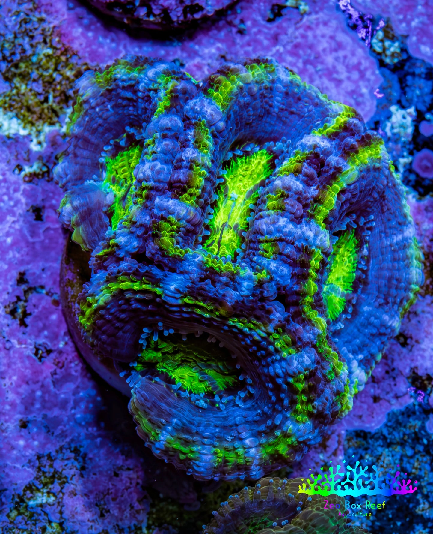 Ultra Acan Coral - Micromussa Lordhowensis - Acan Frag A5R2B1 Ultra Acan Coral - Micromussa Lordhowensis - Acan Frag A5R2B1 LPS Coral Ultra Acan Coral - Micromussa Lordhowensis - Acan Frag A5R2B1 Zeo Box Reef