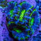 Ultra Acan Coral - Micromussa Lordhowensis - Acan Frag A5R2B1 Ultra Acan Coral - Micromussa Lordhowensis - Acan Frag A5R2B1 LPS Coral Ultra Acan Coral - Micromussa Lordhowensis - Acan Frag A5R2B1 Zeo Box Reef