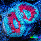 Ultra Acan Coral - Micromussa Lordhowensis - Acan Frag A5R3B1 Ultra Acan Coral - Micromussa Lordhowensis - Acan Frag A5R3B1 LPS Coral Ultra Acan Coral - Micromussa Lordhowensis - Acan Frag A5R3B1 Zeo Box Reef