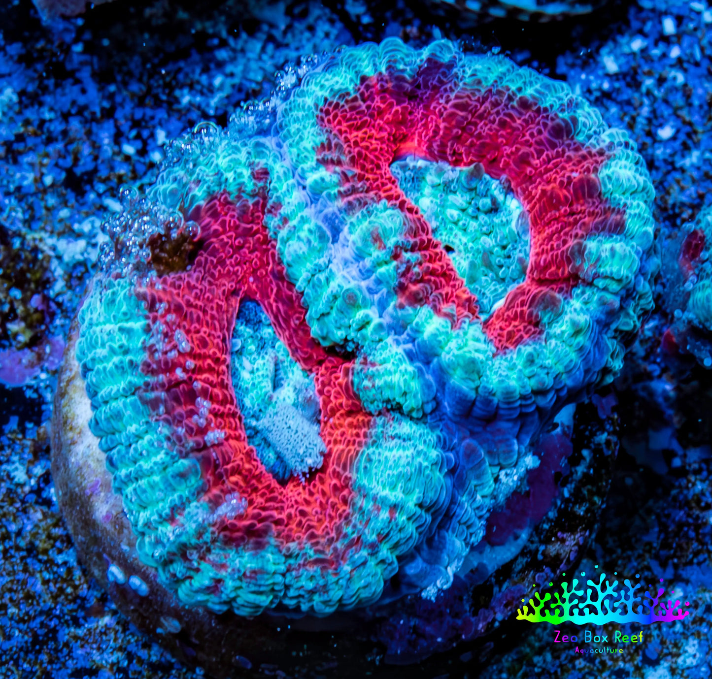 Ultra Acan Coral - Micromussa Lordhowensis - Acan Frag A5R3B1 Ultra Acan Coral - Micromussa Lordhowensis - Acan Frag A5R3B1 LPS Coral Ultra Acan Coral - Micromussa Lordhowensis - Acan Frag A5R3B1 Zeo Box Reef