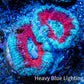 Ultra Acan Coral - Micromussa Lordhowensis - Acan Frag A5R3B1 Ultra Acan Coral - Micromussa Lordhowensis - Acan Frag A5R3B1 LPS Coral Ultra Acan Coral - Micromussa Lordhowensis - Acan Frag A5R3B1 Zeo Box Reef