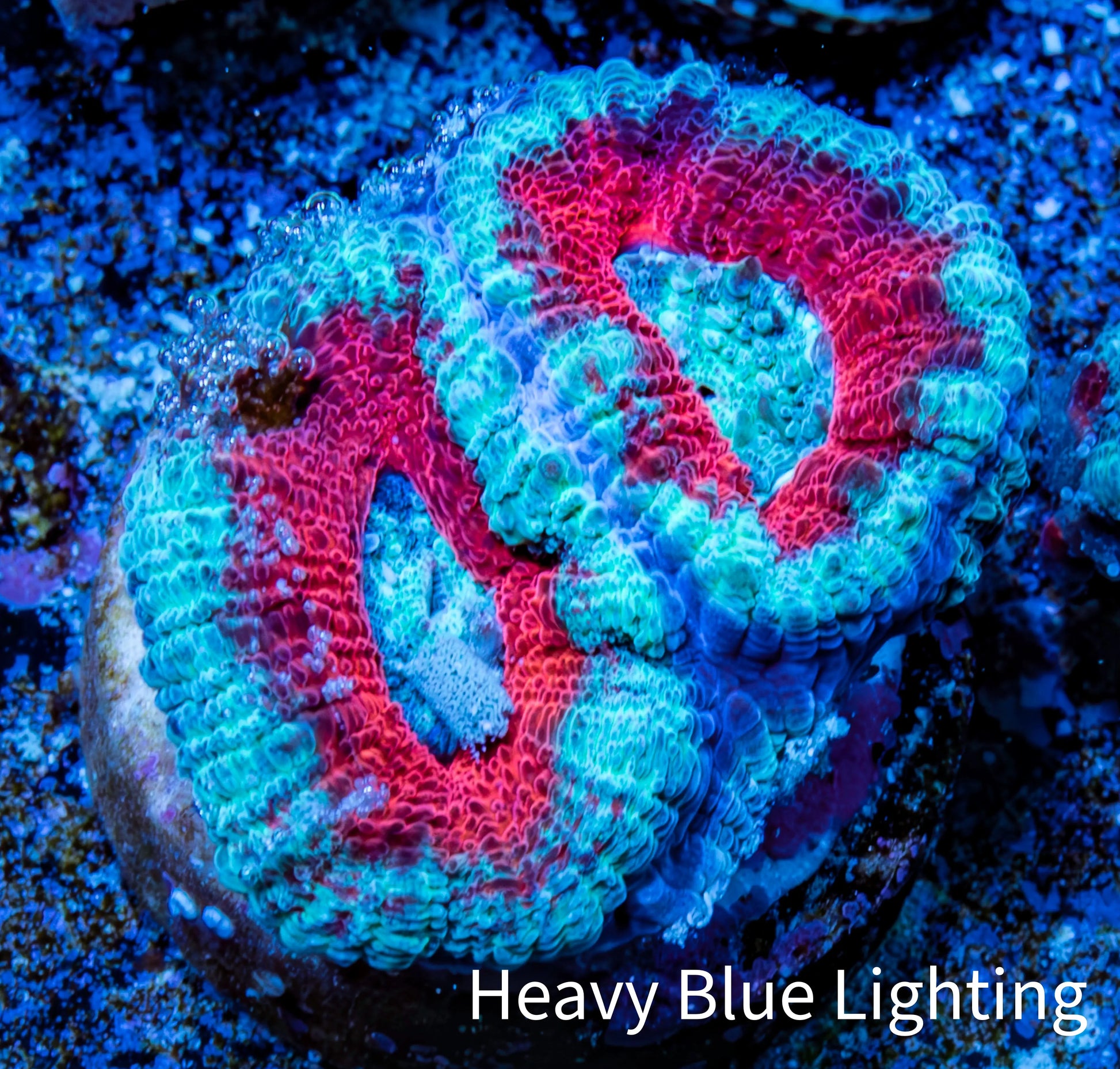 Ultra Acan Coral - Micromussa Lordhowensis - Acan Frag A5R3B1 Ultra Acan Coral - Micromussa Lordhowensis - Acan Frag A5R3B1 LPS Coral Ultra Acan Coral - Micromussa Lordhowensis - Acan Frag A5R3B1 Zeo Box Reef