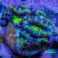 Ultra Acan Coral - Micromussa Lordhowensis - Acan Frag A6R2B1 Ultra Acan Coral - Micromussa Lordhowensis - Acan Frag A6R2B1 LPS Coral Ultra Acan Coral - Micromussa Lordhowensis - Acan Frag A6R2B1 Zeo Box Reef