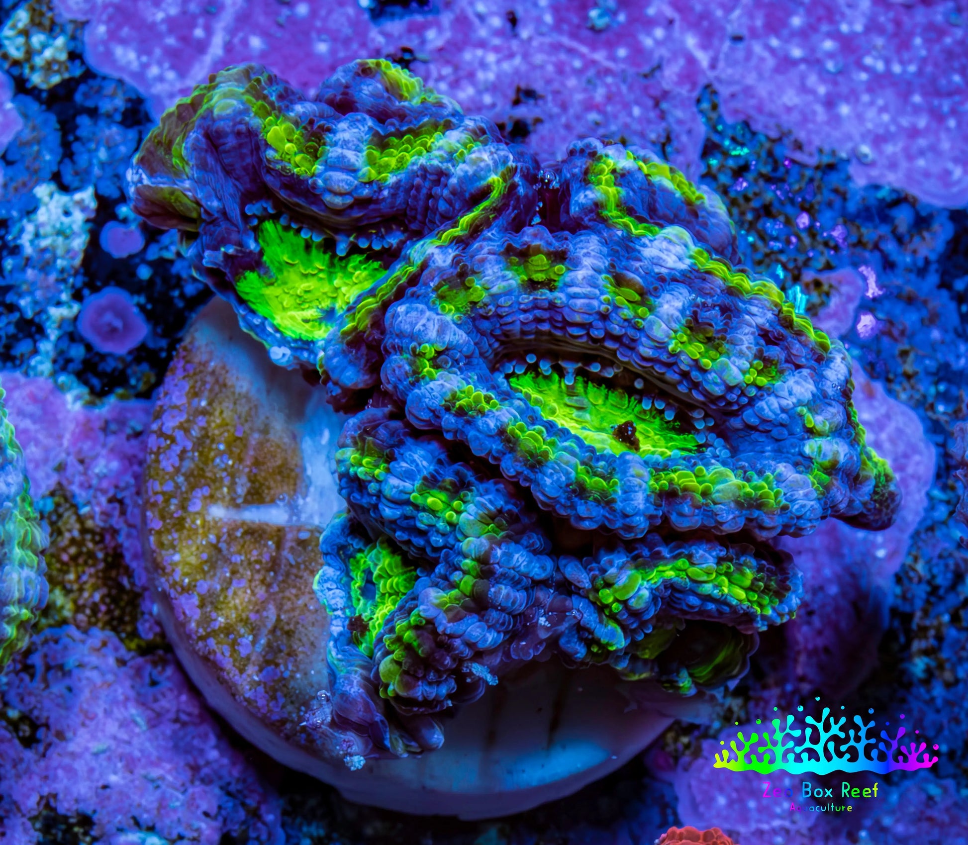 Ultra Acan Coral - Micromussa Lordhowensis - Acan Frag A6R2B1 Ultra Acan Coral - Micromussa Lordhowensis - Acan Frag A6R2B1 LPS Coral Ultra Acan Coral - Micromussa Lordhowensis - Acan Frag A6R2B1 Zeo Box Reef