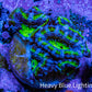 Ultra Acan Coral - Micromussa Lordhowensis - Acan Frag A6R2B1 Ultra Acan Coral - Micromussa Lordhowensis - Acan Frag A6R2B1 LPS Coral Ultra Acan Coral - Micromussa Lordhowensis - Acan Frag A6R2B1 Zeo Box Reef